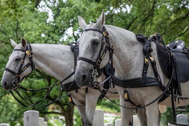 关于亨德森:欧洲预赛资格赛成绩关系国家荣誉,必须全力以赴的信息 关于亨德森:欧洲预赛资格赛成绩关系国家荣誉,必须全力以赴的信息
